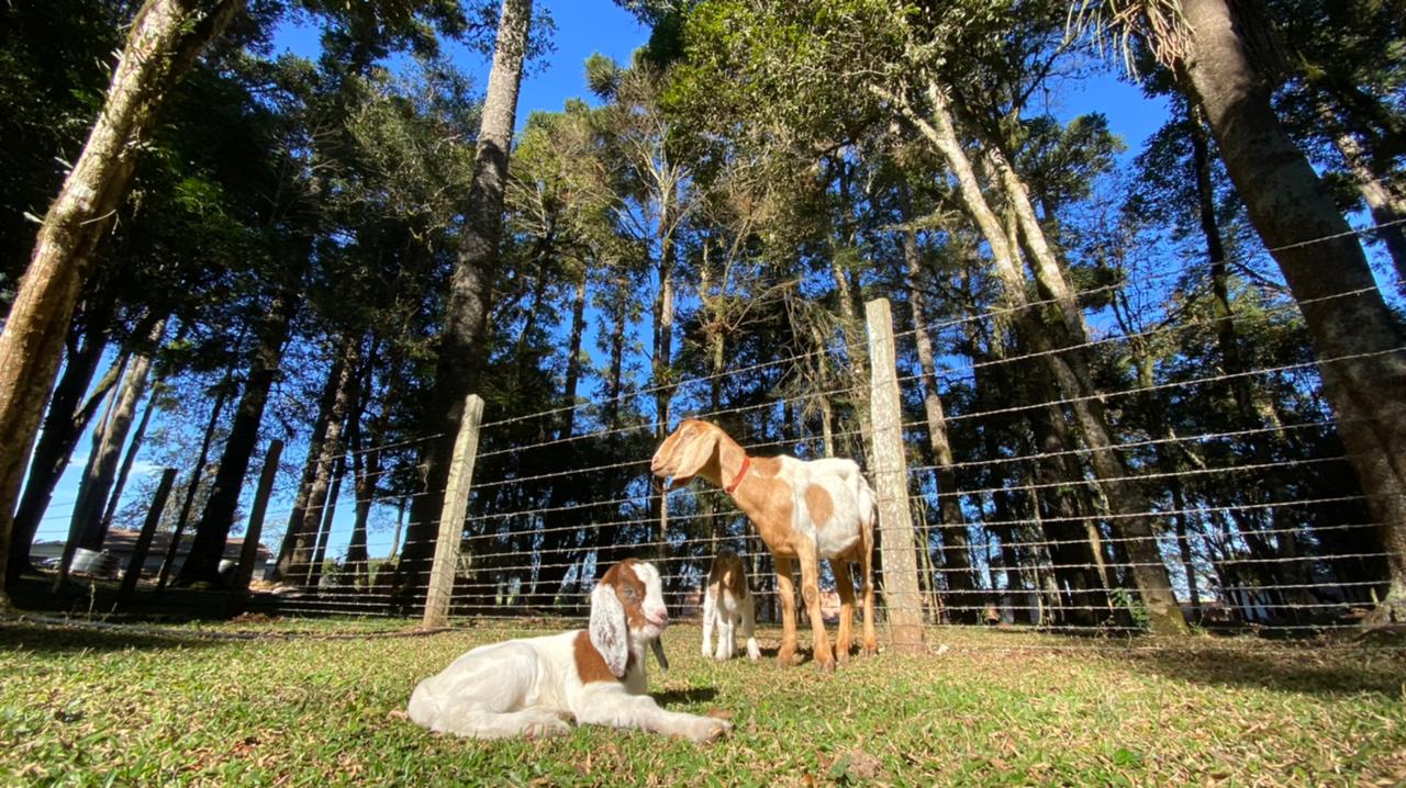 Os cabritos são estrelas na Cantinho do Mato Gastronomia.