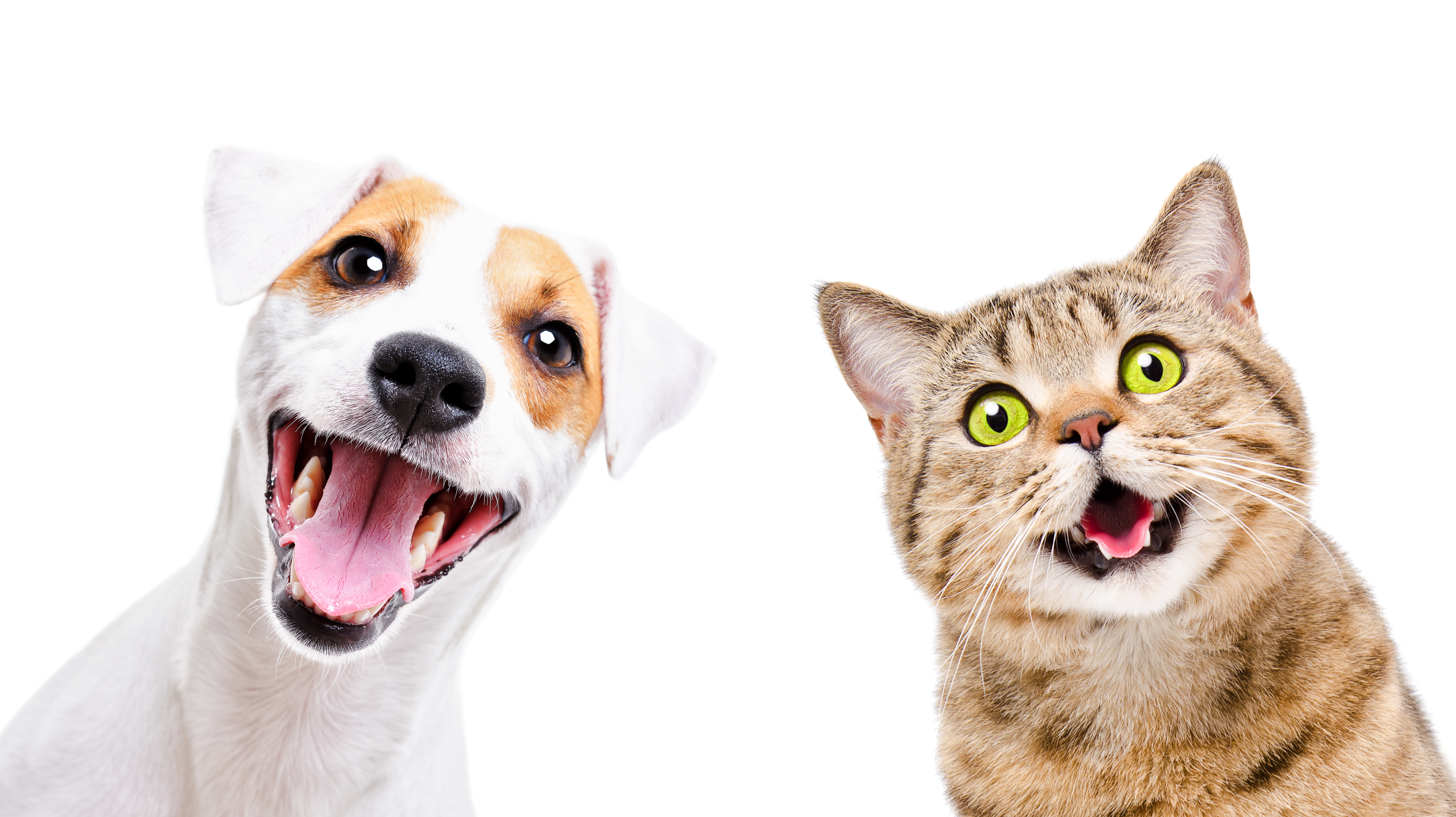 Os sentidos — a maioria deles mais aguçados — são apenas uma das diferenças entre a saúde dos humanos e a saúde animal