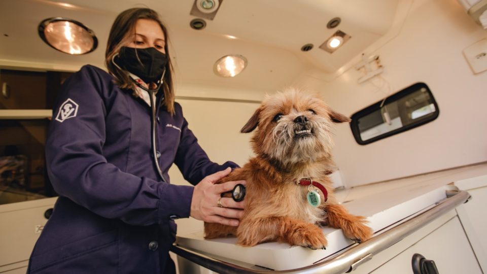 Bem-estar e saúde guiam novos rumos do mercado pet Lolly Pop, mascote da My Pet, em atendimento na ambulância da empresa.