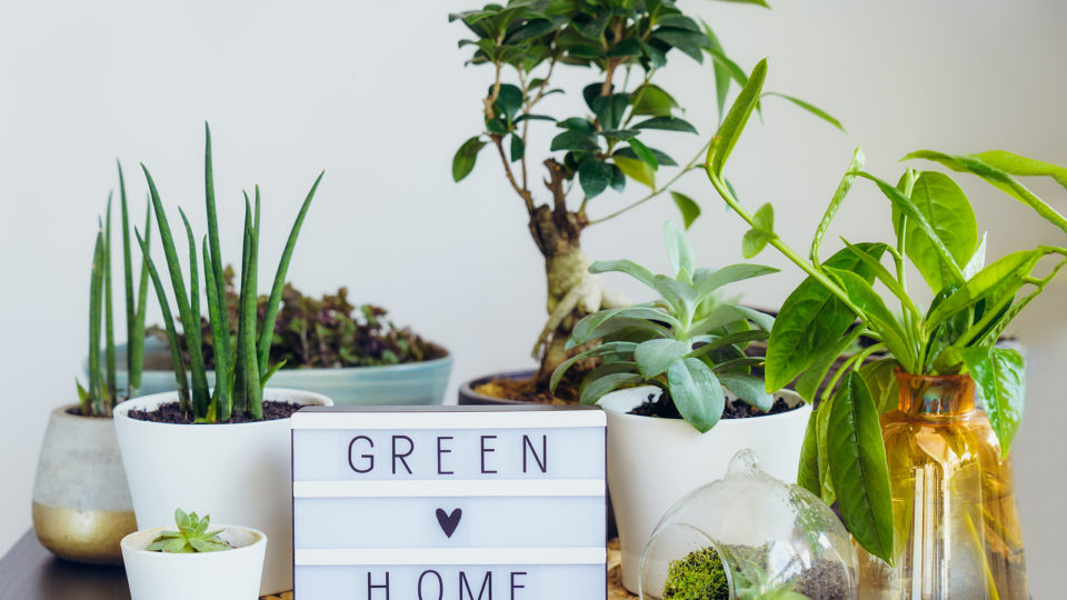 Por que ter plantas em casa? Por que ter plantas em casa?