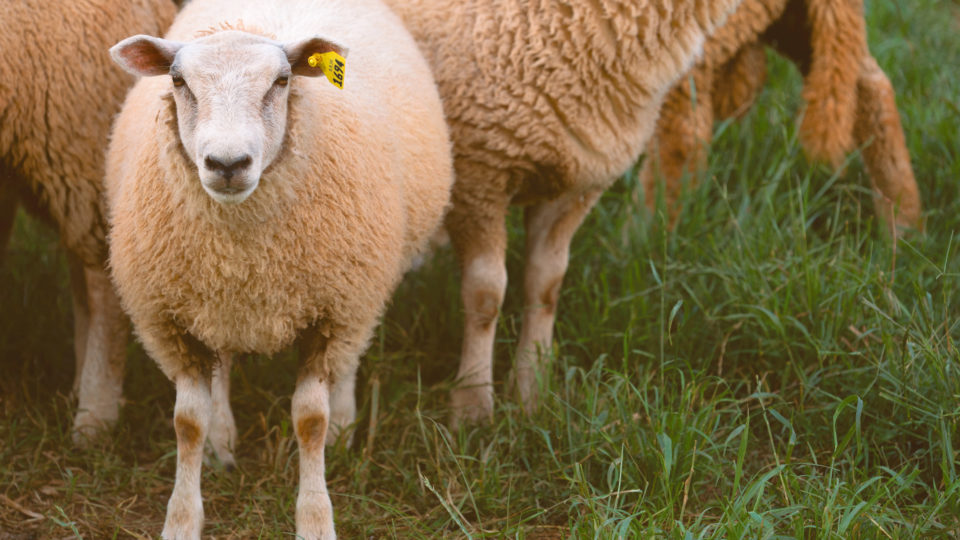 Carne prime de cordeiro: cooperativa busca novos sócios para negócio em expansão Castrolanda investe em carne prime de cordeiro e tem planos de expansão.