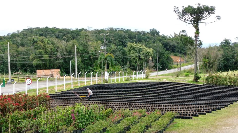 Como está o mercado de plantas durante a pandemia?