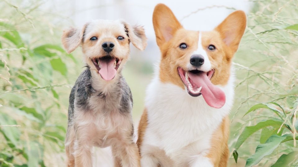 Petlove capta R$ 750 milhões para acelerar domínio pet no Brasil Petlove capta R$ 750 milhões