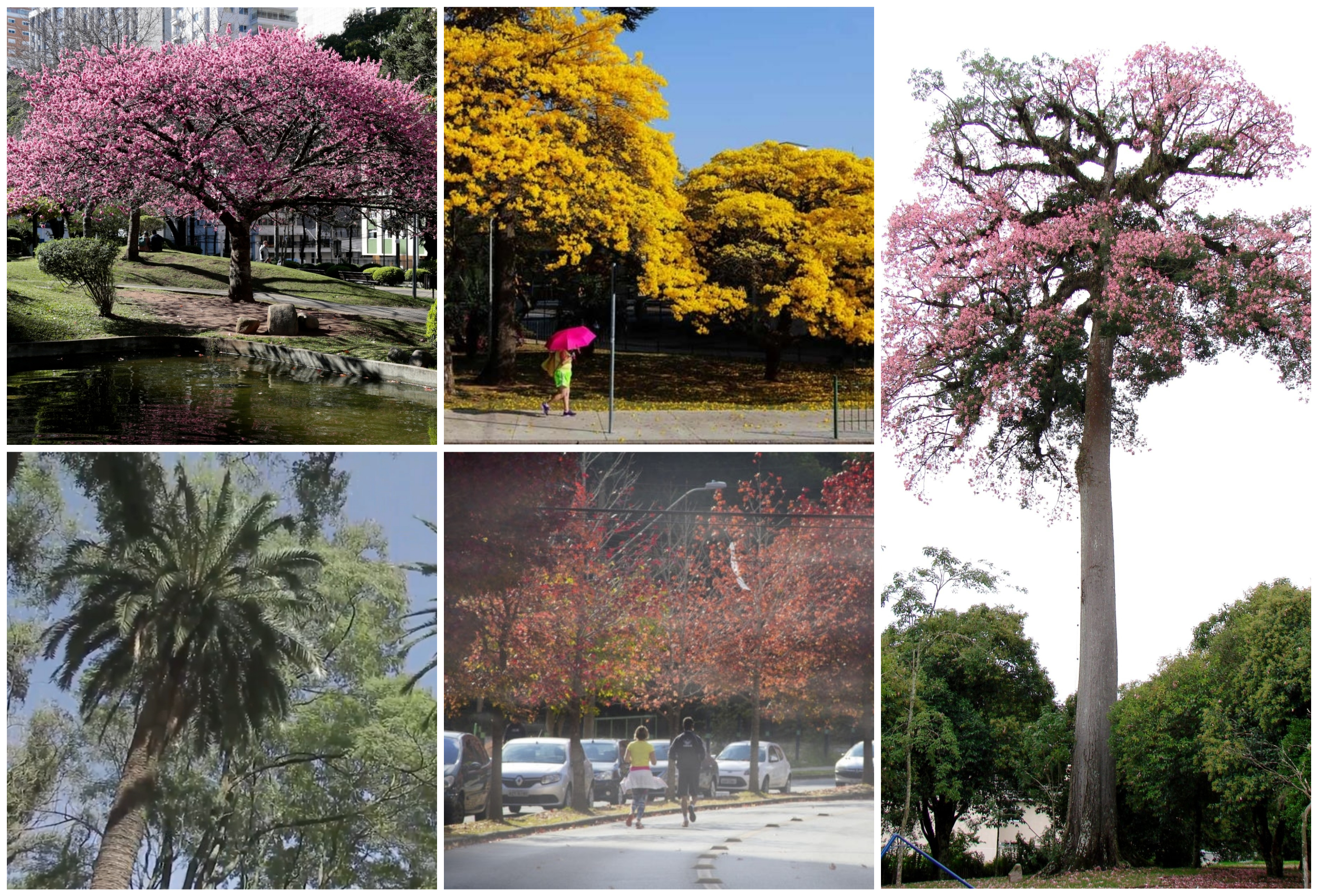 Mais alta, mais grossa, mais velha, mais popular: confira quais são as árvores recordistas da cidade.