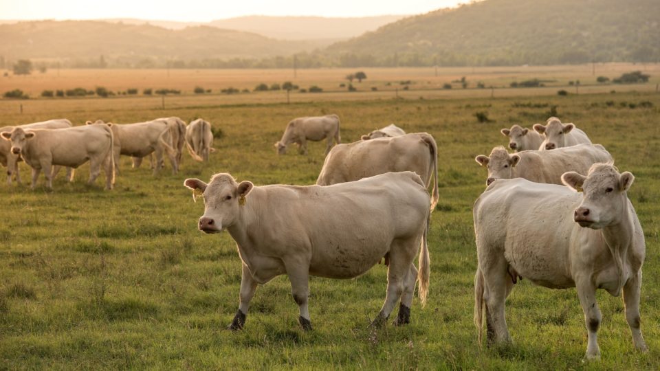 Zerando–Cow bay. 