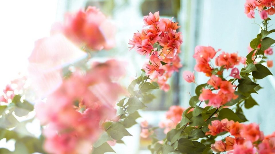 Como aproveitar a primavera para cuidar das plantas Como aproveitar a primavera para cuidar das plantas