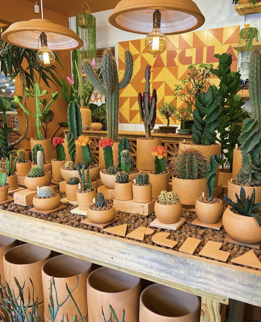 plantas e flores em curitiba plantas e flores em curitiba