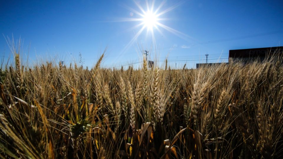 Potência agrícola, PR ainda não esgotou “fronteiras” para produzir mais alimentos Trigo é opção de cultivo de inverno.