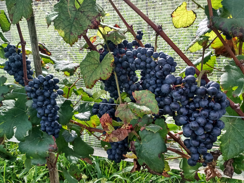 Vinhos Vinhos