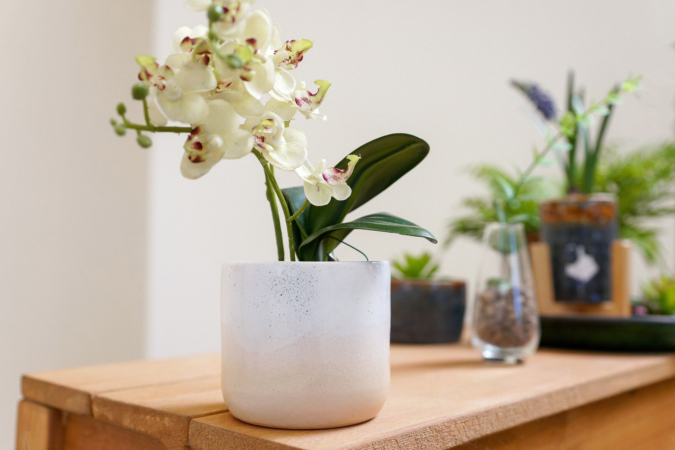 A orquídea é uma espécie que gosta de pouco sol, também adequada para cultivo dentro de casa. A orquídea é uma espécie que gosta de pouco sol, também adequada para cultivo dentro de casa.