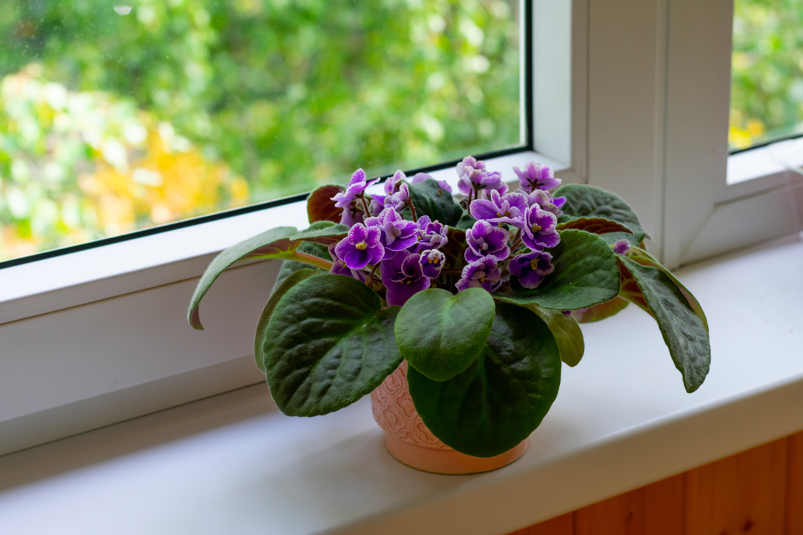 A violeta também é uma espécie que se sai bem dentro de casa. A violeta também é uma espécie que se sai bem dentro de casa.