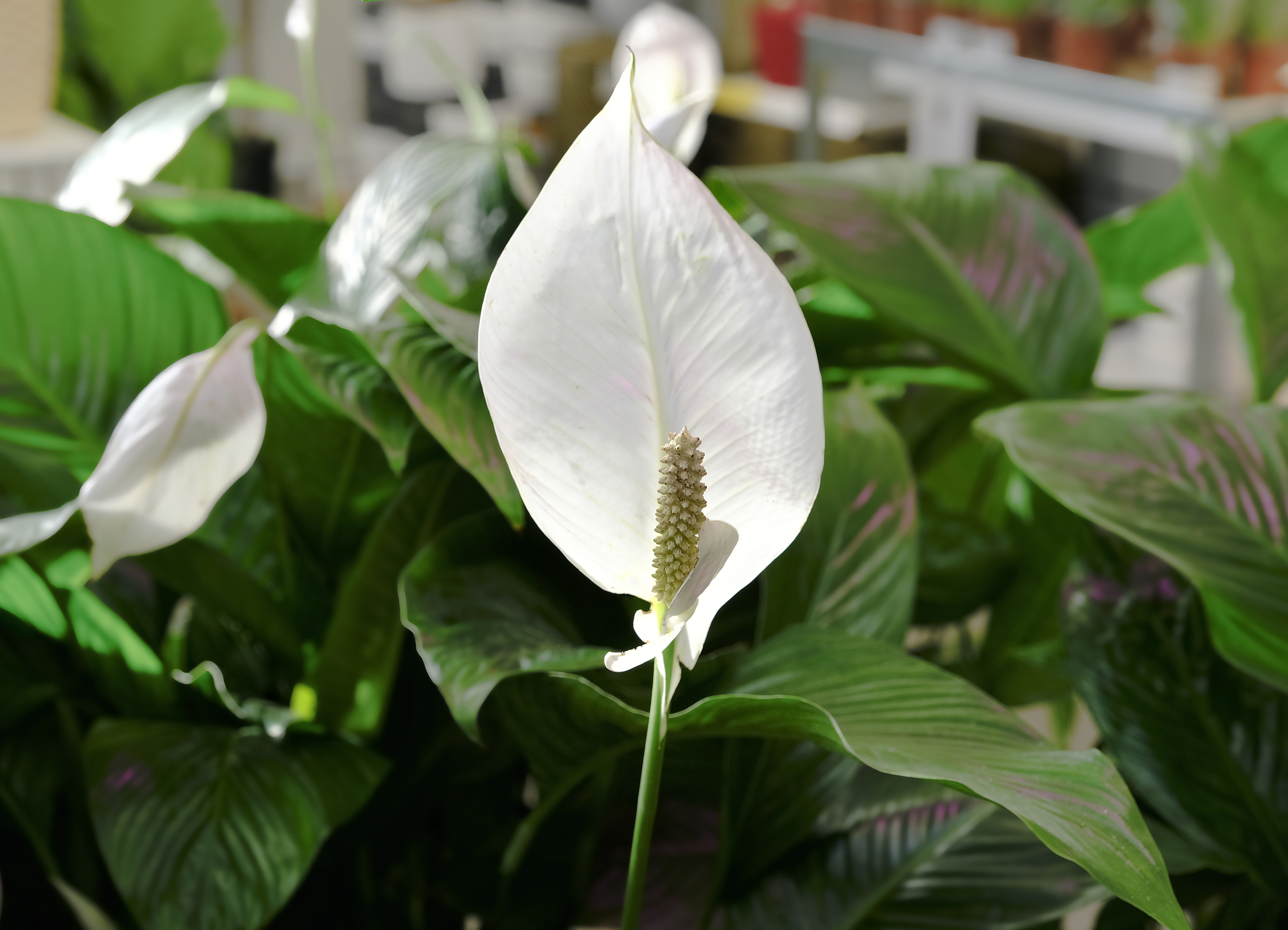 Na imagem, o lírio da paz, uma das melhores plantas para ter dentro de casa. Na imagem, o lírio da paz, uma das melhores plantas para ter dentro de casa.