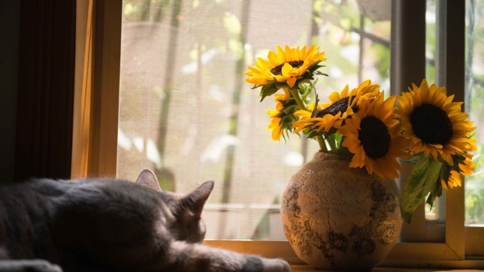 Dicas de cuidados e três espécies de flores fáceis de cultivar dentro de casa Dicas de cuidados e três espécies de flores fáceis de cultivar dentro de casa