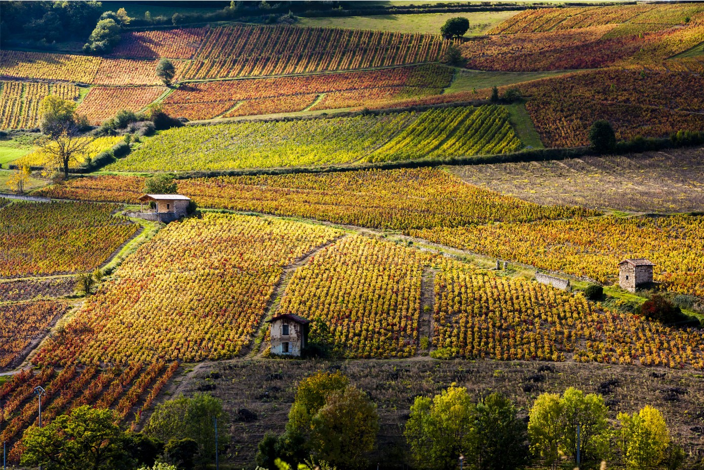 Na foto, imagem de uma plantação de uvas para fabricação de vinhos. Na foto, imagem de uma plantação de uvas para fabricação de vinhos.