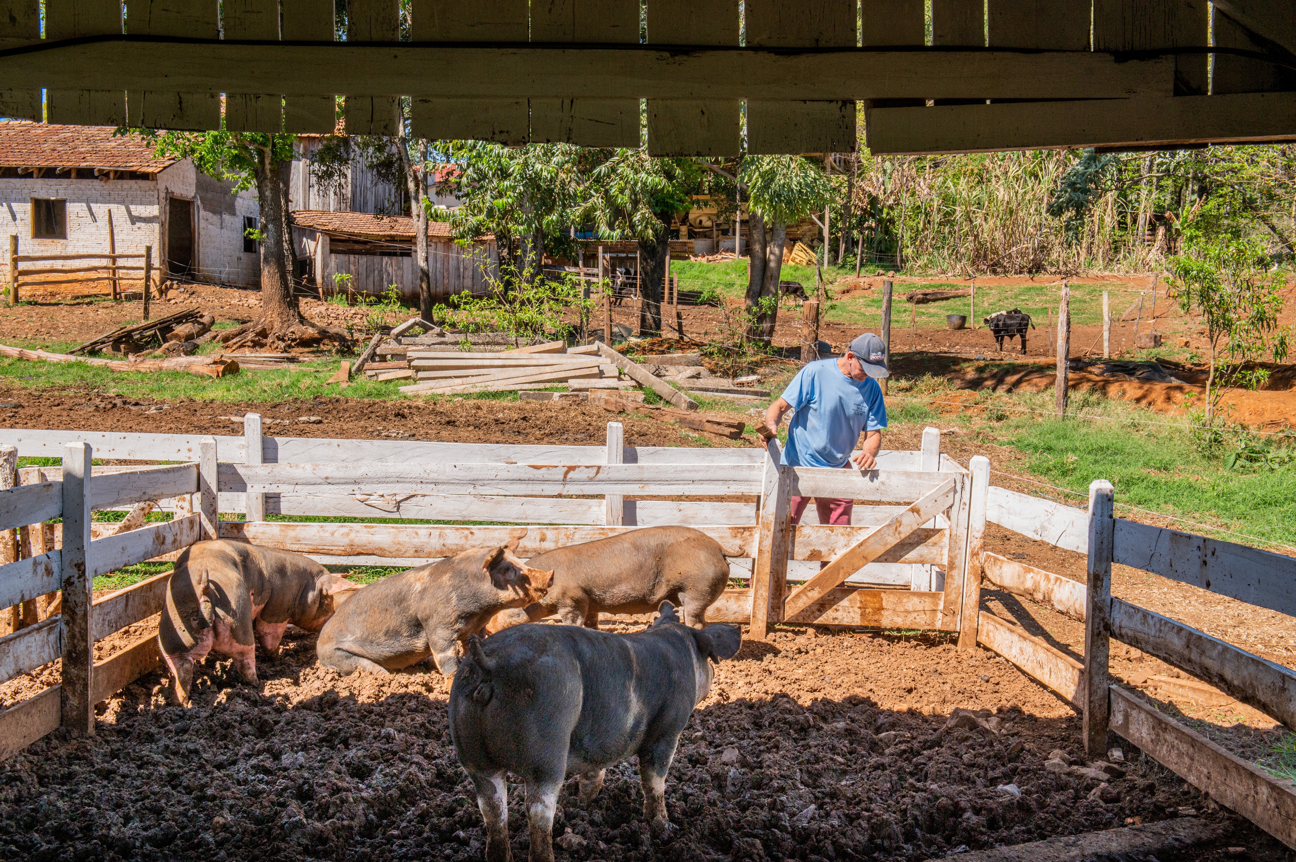 Os porcos do projeto Santan são criados de maneira natural, com alimentos orgânicos. Foto: Divulgação Os porcos do projeto Santan são criados de maneira natural, com alimentos orgânicos. Foto: Divulgação