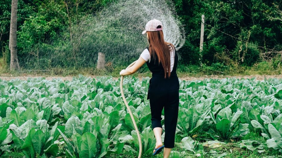 Startups pelo futuro do planeta: agronegócio sustentável, desperdício de alimentos e o futuro da água Startups pelo futuro do planeta