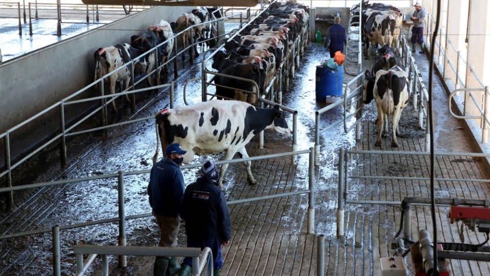 Município do Paraná é o maior produtor de leite do país pelo terceiro ano seguido Castro
