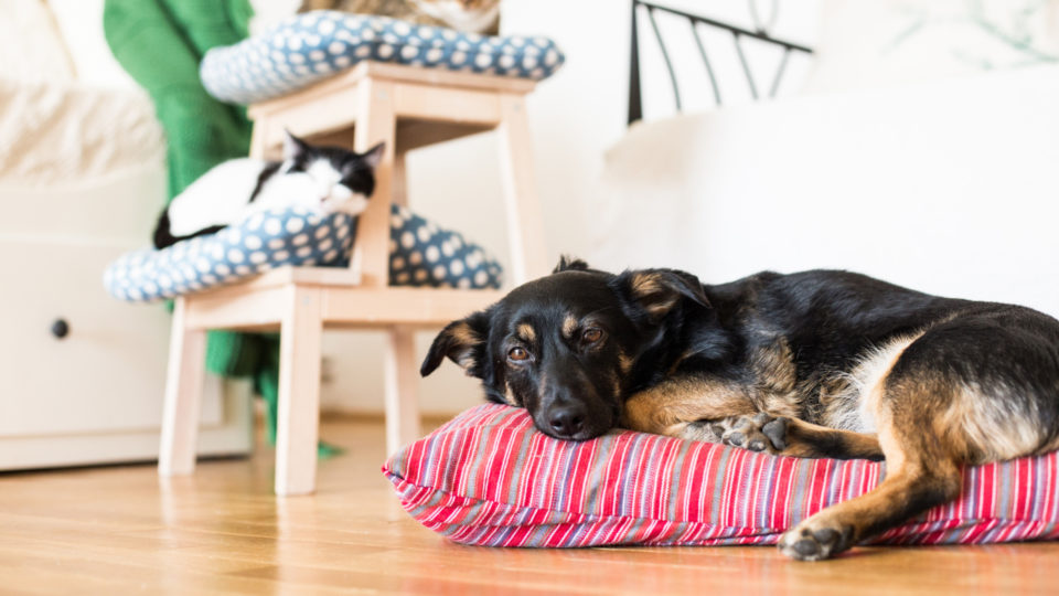 Para ter um pet feliz e saudável no apartamento separe um lugar para descanso.