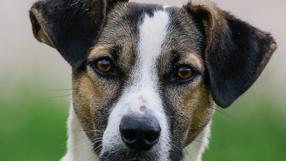 Câmara aprova projeto que proíbe eutanásia de animais saudáveis em canis públicos O texto agora segue para sanção ou veto do presidente Jair Bolsonaro