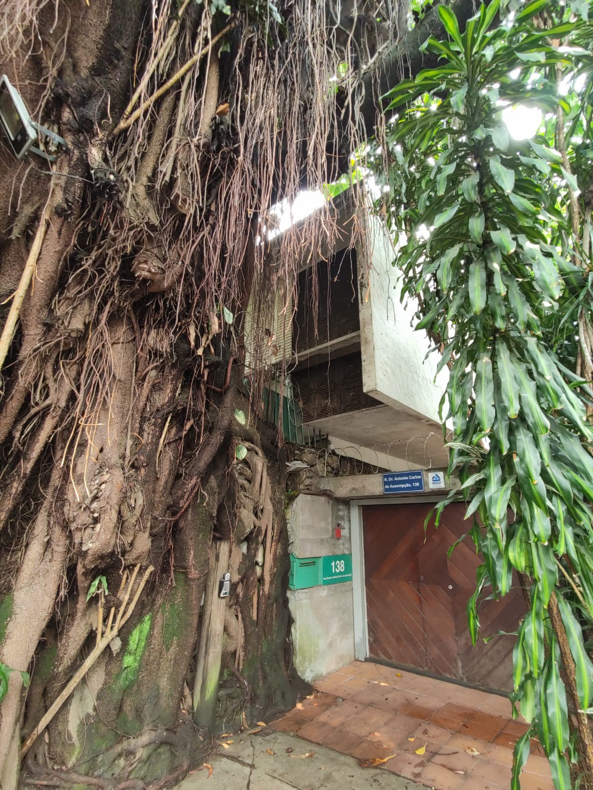 Fachada da Casa Zalszupin é 'escondida' por uma falsa seringueira gigante. Fachada da Casa Zalszupin é 'escondida' por uma falsa seringueira gigante.