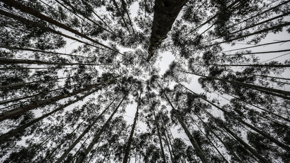 Produção florestal