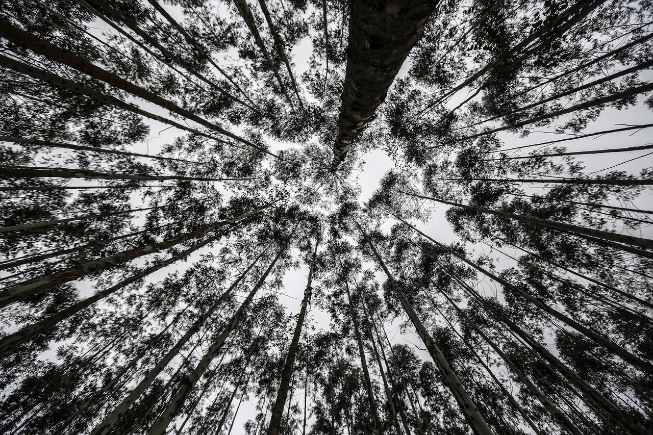 Produção florestal