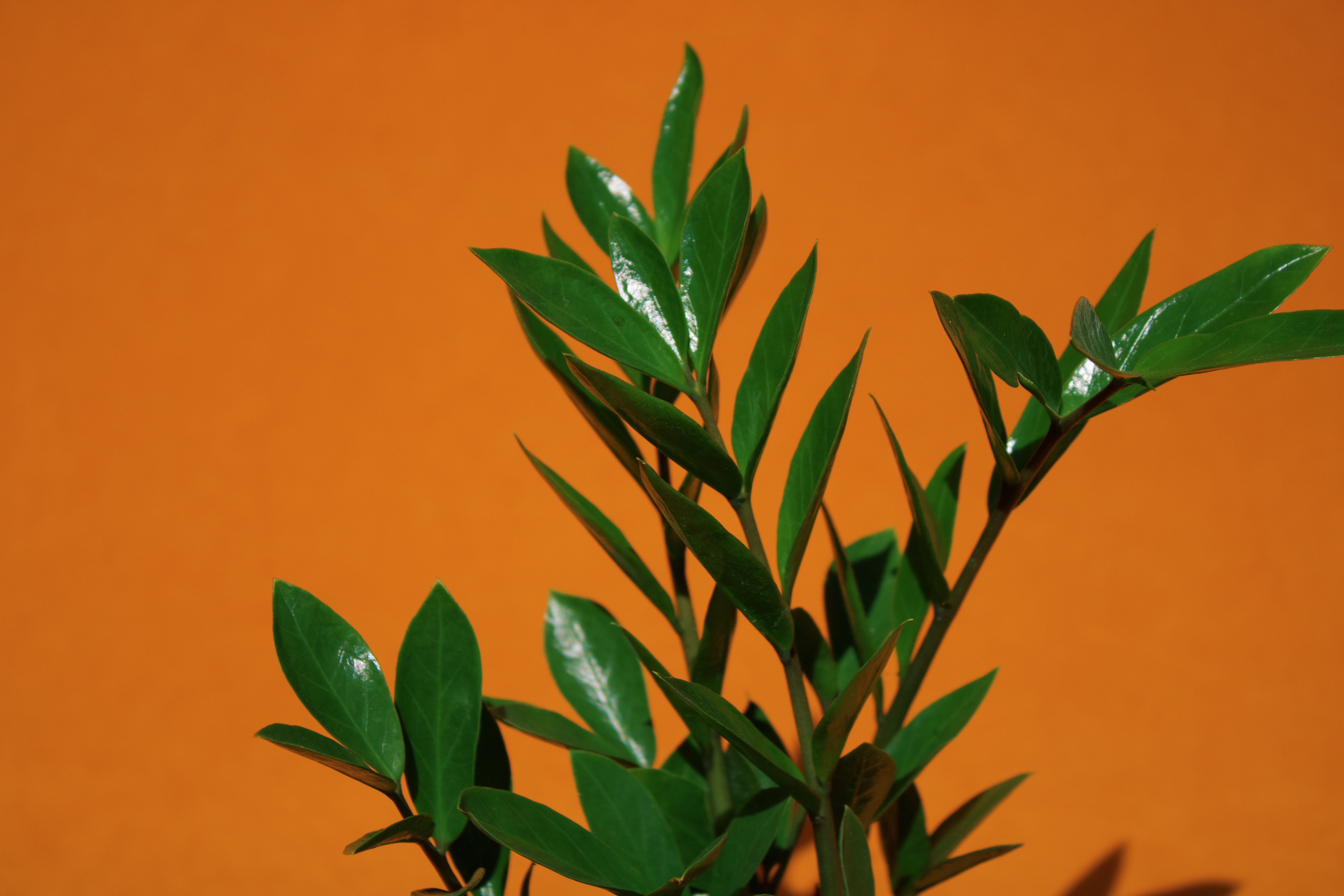 É preciso retirar o pó das folhas pelo menos uma vez ao mês, para garantir a saúde da planta. É preciso retirar o pó das folhas pelo menos uma vez ao mês, para garantir a saúde da planta.