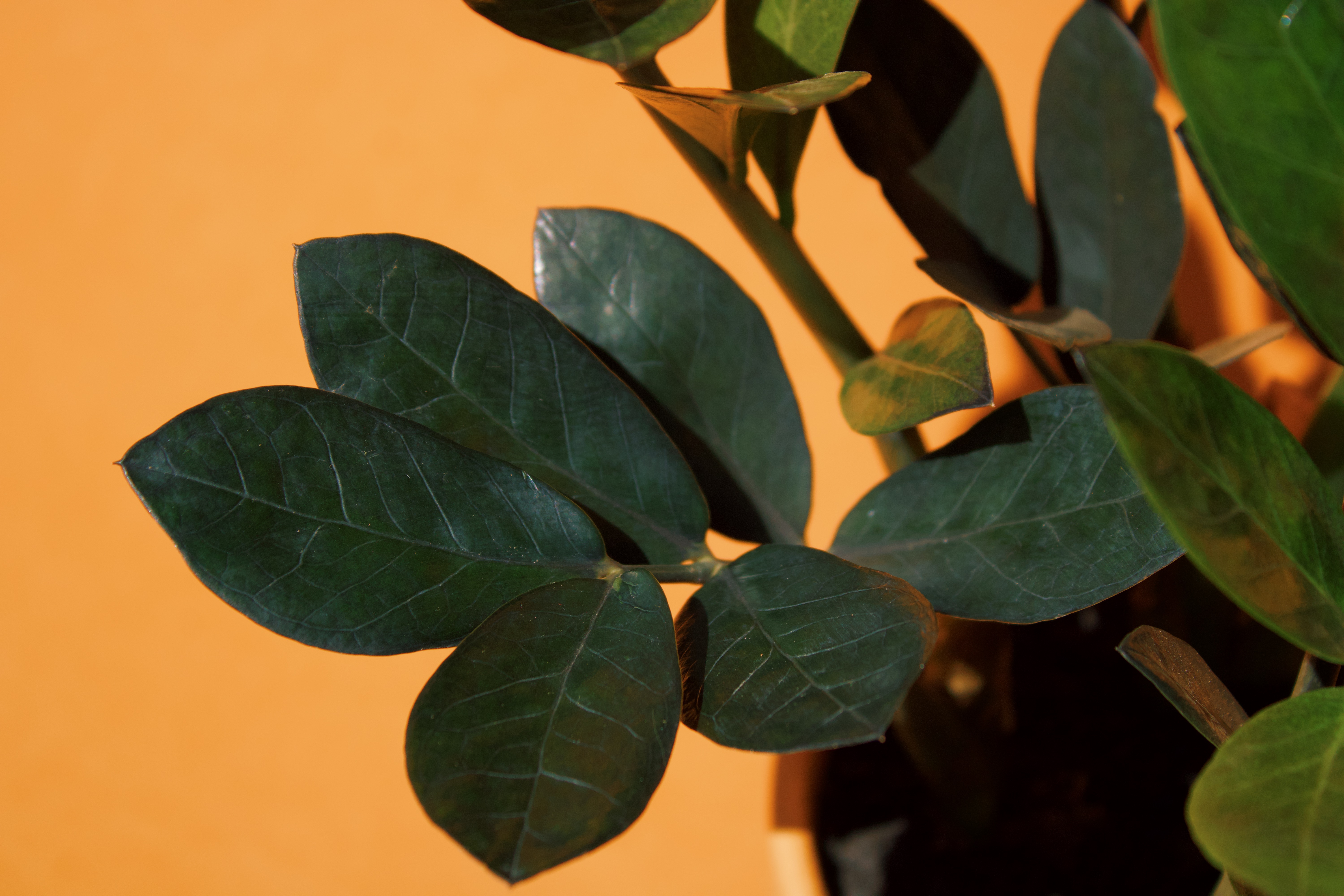Variedade black da planta adulta, que tem coloração verde neon quando pequena. Variedade black da planta adulta, que tem coloração verde neon quando pequena.