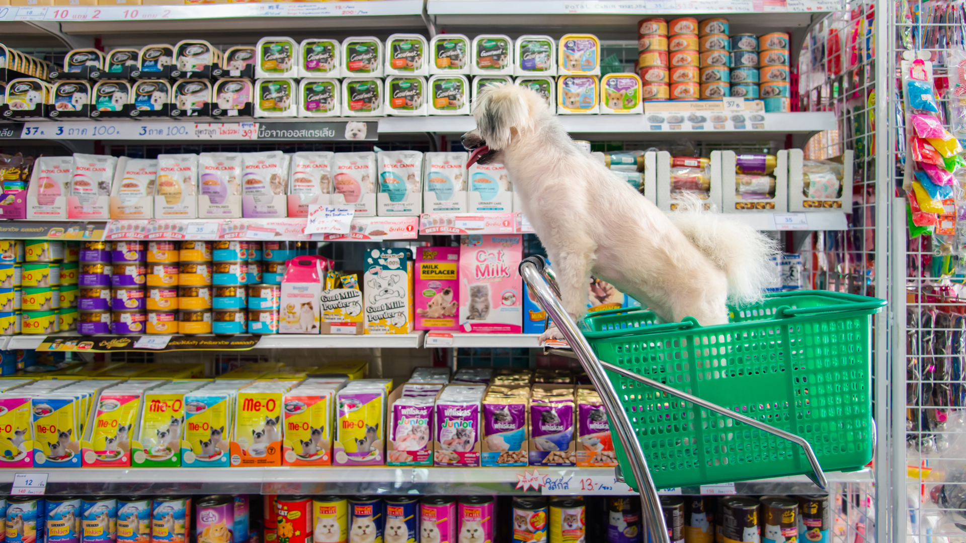 Assim como nós, os bichos de estimação têm a necessidade de produtos e serviços para viver melhor e de forma mais saudável.