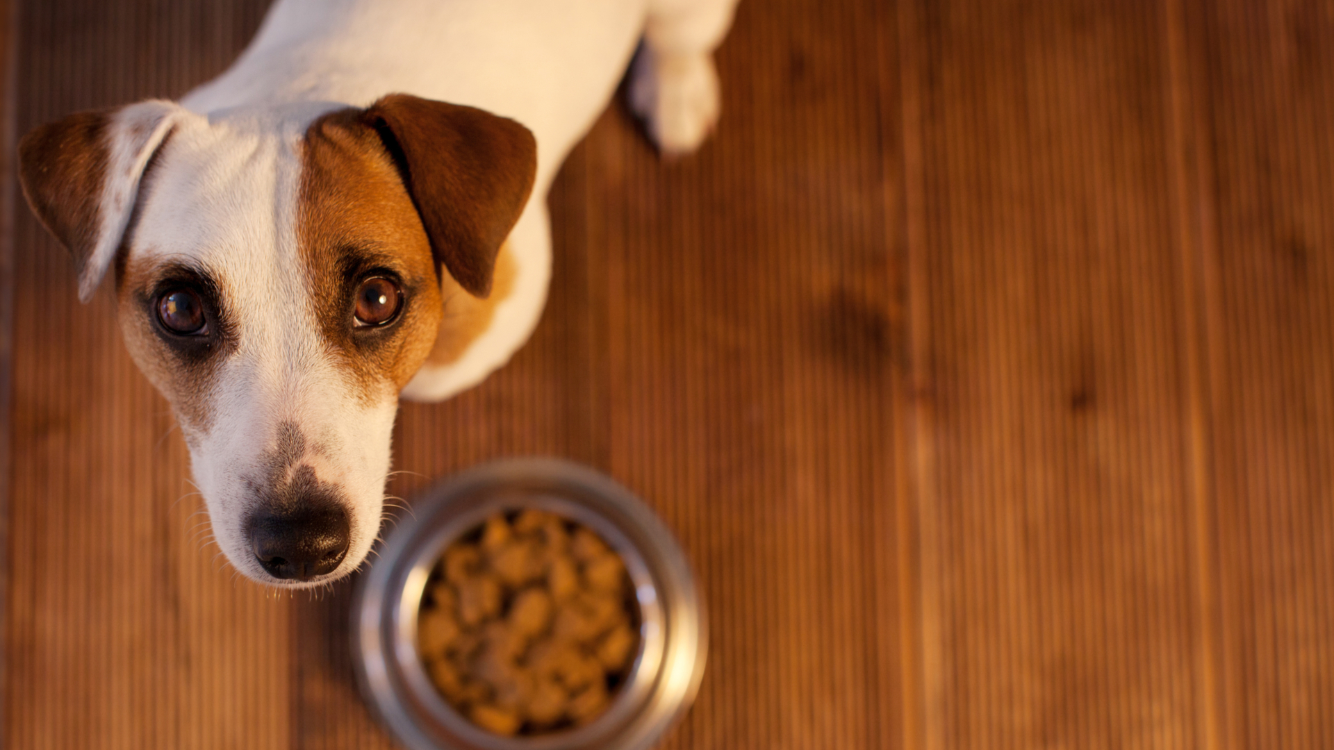 Nem sempre a falta de apetite é sinônimo de doença. Mas é preciso ficar atento e procurar ajuda de um veterinário.