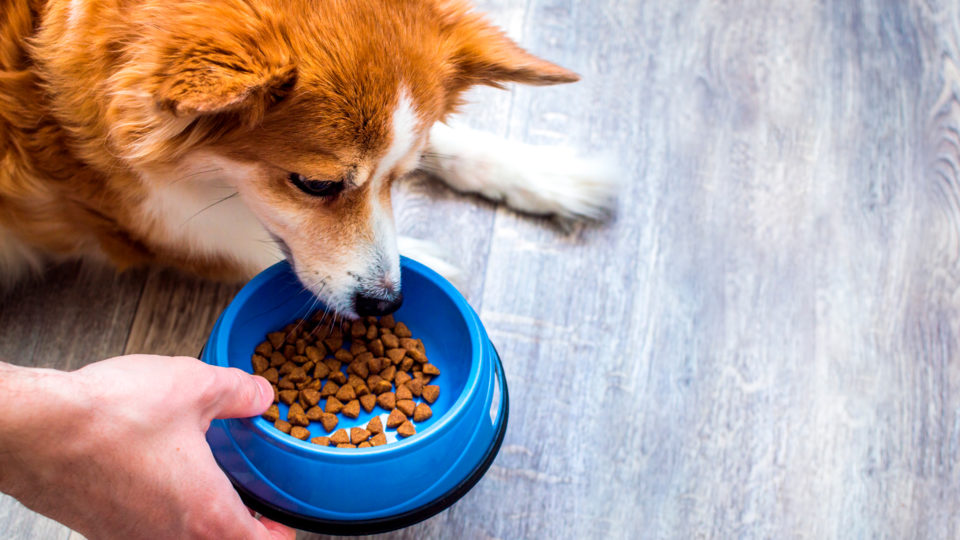 Antes de mudar a alimentação do seu amiguinho, é importante consultar o veterinário.