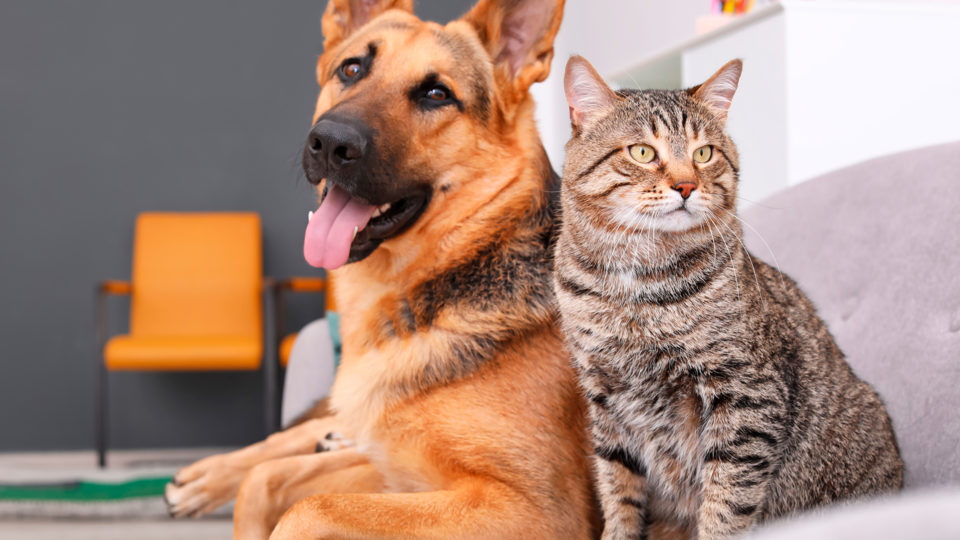 Embora tenham algumas semelhanças, cães e gatos têm um jeito próprio de se comunicar.