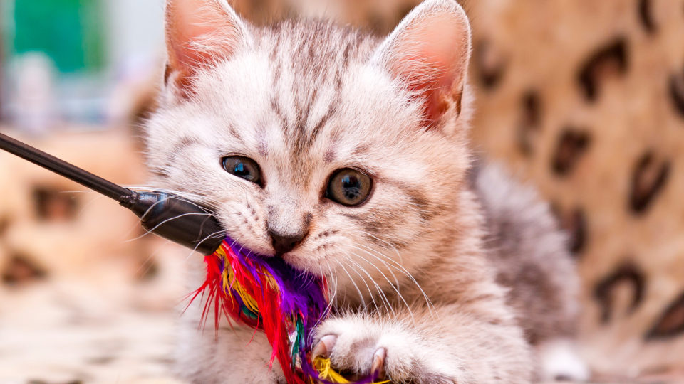 Os gatinhos emitem sinais antes de morder.