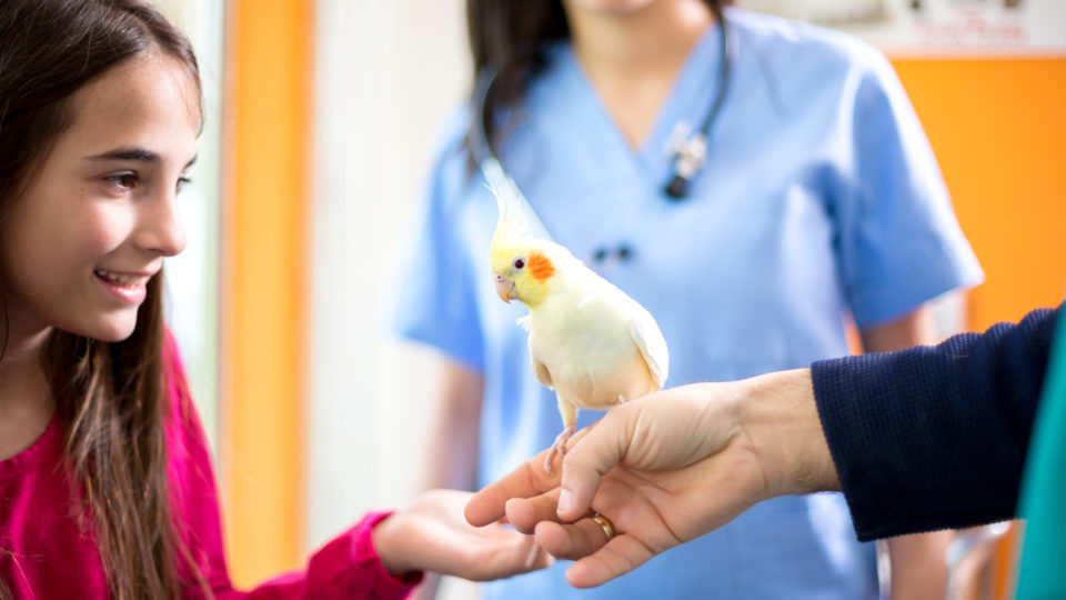 É importante levar seu pet exótico para um veterinário especializado e receber orientações sobre o manejo.