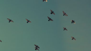 Sem liberdade não há humanidade: melhor sermos pobres livres que ricos escravos “Não nascemos para a escravidão, para a servidão, para aceitar conforto e ilusões em troca do fim de nossa liberdade”.