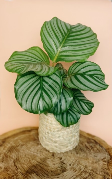 plantas plantas