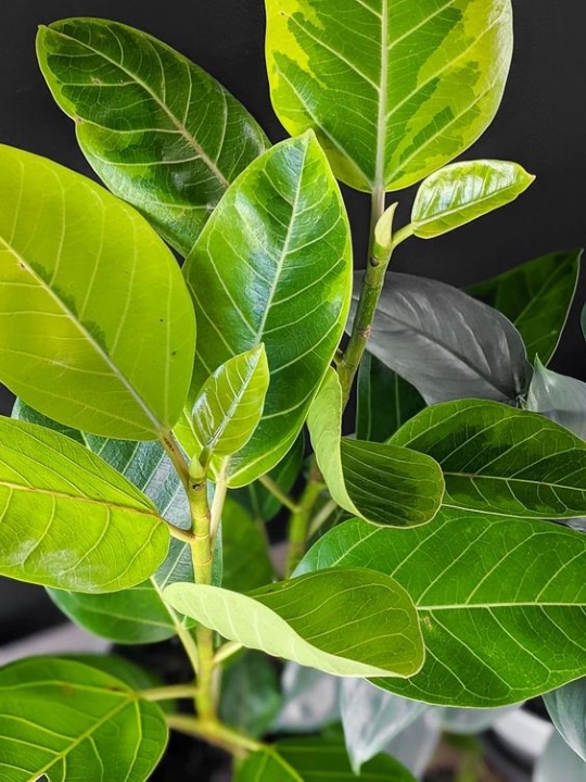 plantas plantas