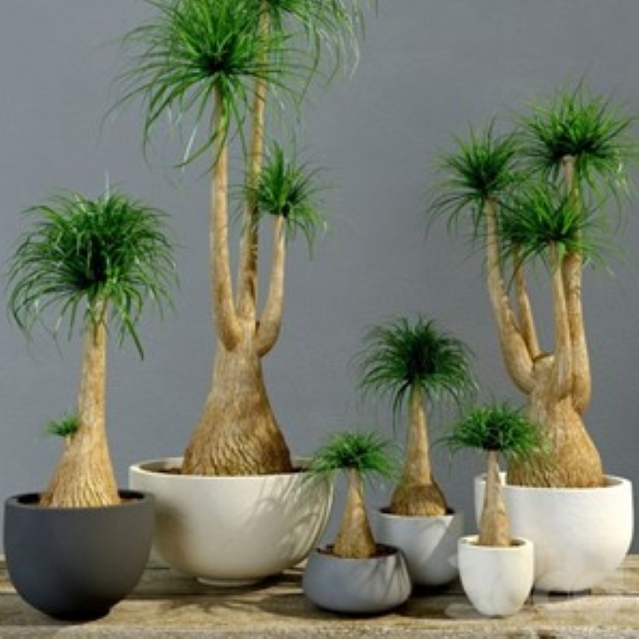 plantas plantas
