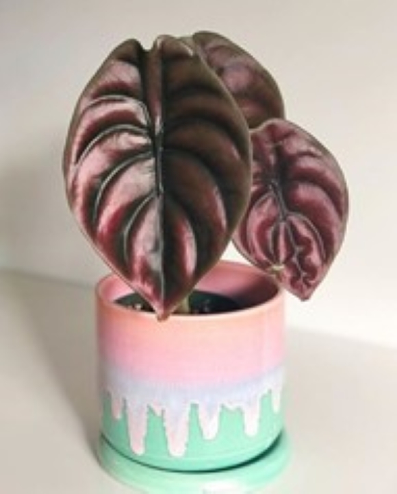 plantas plantas
