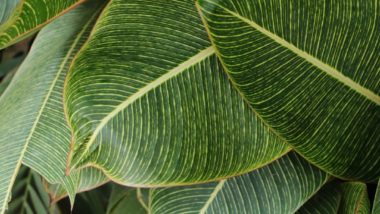 Tendências com plantas para 2022 Tendências com plantas para 2022