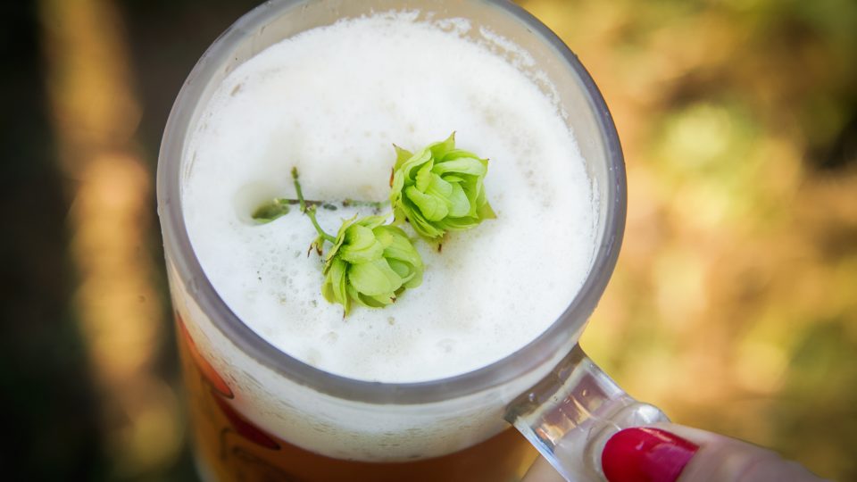 Concurso Latino de Cervejas Lupuladas tem categoria para lúpulo nacional concurso latino de Cervejas Lupuladas