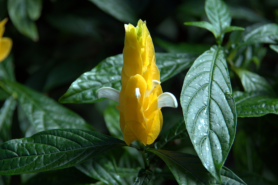 Um dos cuidados específicos com o Camarão Amarelo deve ser a poda adequada, para que tenha um bom florescimento. Um dos cuidados específicos com o Camarão Amarelo deve ser a poda adequada, para que tenha um bom florescimento.