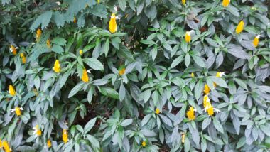 Camarão Vermelho e Amarelo: as espécies que estão entre as favoritas dos beija-flores Camarão Vermelho e Amarelo: as espécies que estão entre as favoritas dos beija-flores