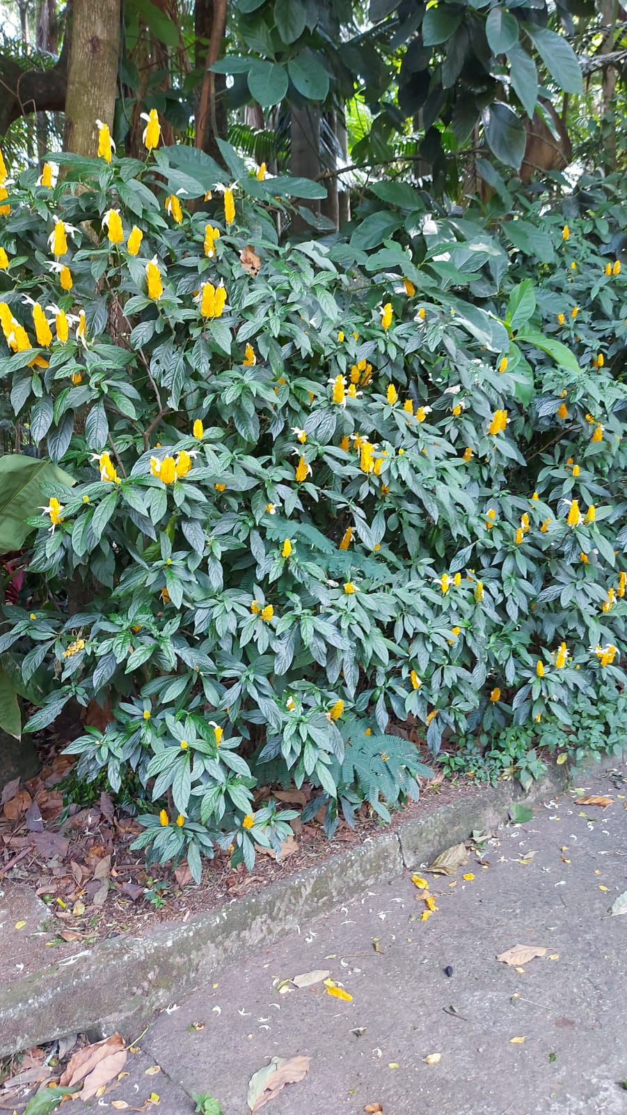 Identificadas como arbustos, plantas vão bem em jardins externos e também em vasos. Identificadas como arbustos, plantas vão bem em jardins externos e também em vasos.