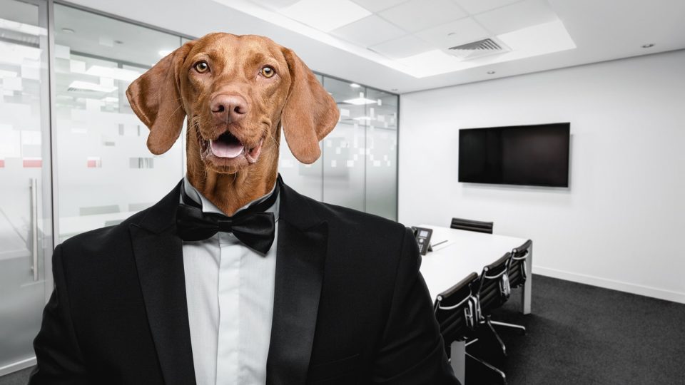Por que o povo deu para confundir cachorro com gente? Cachorro usando smoking