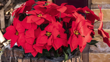 5 plantas com a cara do Natal! 5 plantas com a cara do Natal!