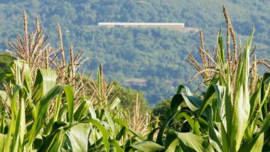 agronegócio rio grande do sul