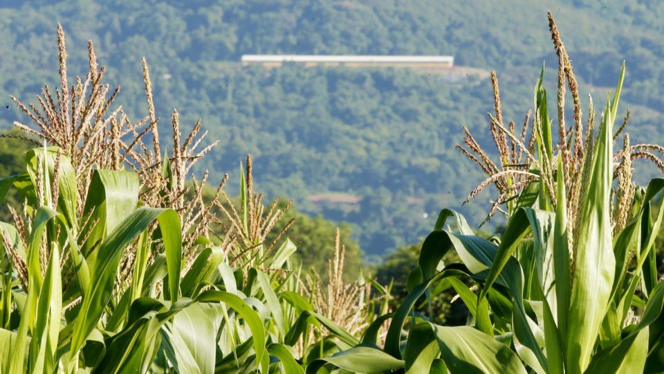 Esqueça “celeiro do país”: PR hoje está no eixo de maior agro cluster da América Latina Lavoura de milho no município gaúcho de Westfália