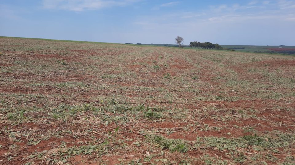 Seca quebra safras de soja e milho no Paraná; prejuízo já chega a R$ 22,5 bilhões Seca já quebrou quase 40% da safra de soja de todo o Paraná. No Oeste, a perda é maior, entre 55% e 65%.