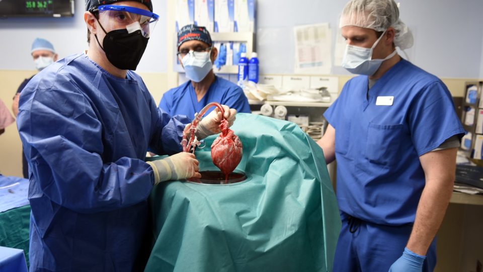 Em cirurgia inédita, coração de porco é transplantado em paciente cardíaco terminal Agência reguladora de produtos e serviços de saúde nos Estados Unidos concedeu autorização emergencial para a cirurgia